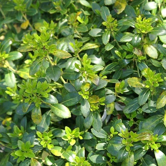 Ilex Glabra Densa - View 8 from www redcrocus com