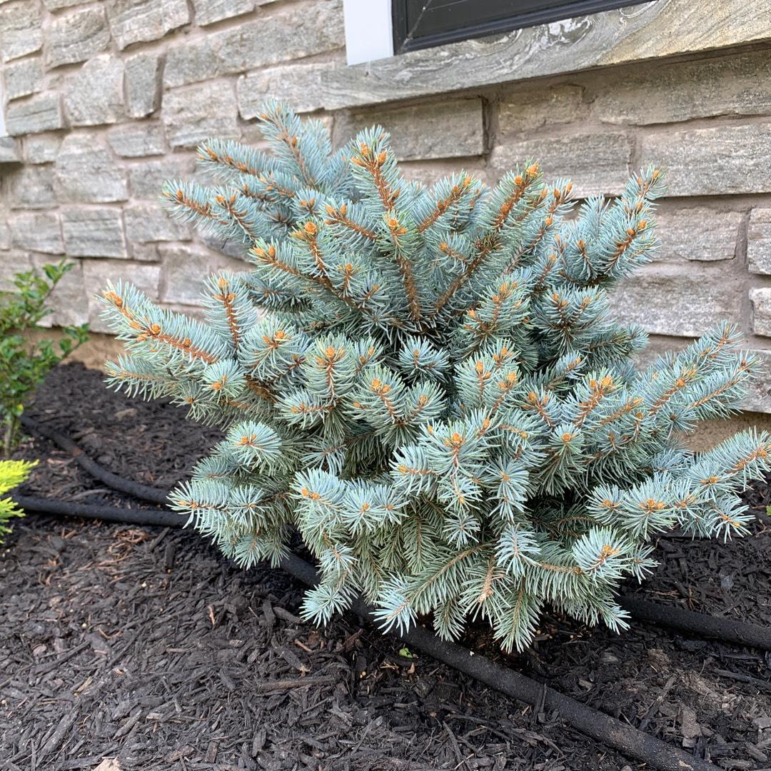 Picea Pungens Glauca Globosa Standard - View 13 from www redcrocus com