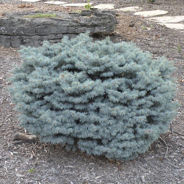 Picea Pungens Glauca Globosa Standard - View 16 from www redcrocus com