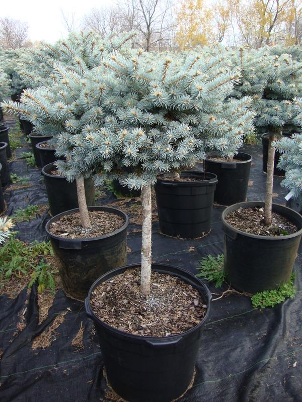 Picea Pungens Glauca Globosa Standard - View 19 from www redcrocus com