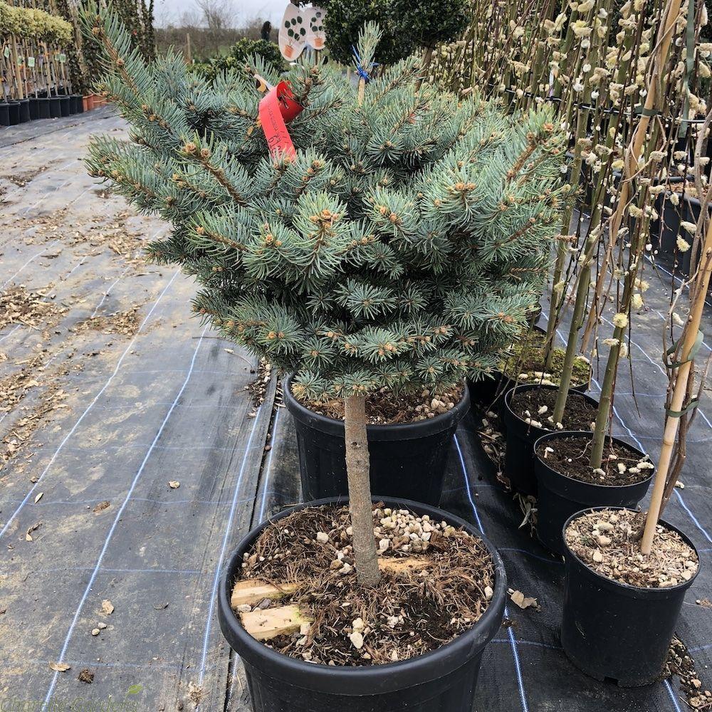 Picea Pungens Glauca Globosa Standard - View 3 from www redcrocus com