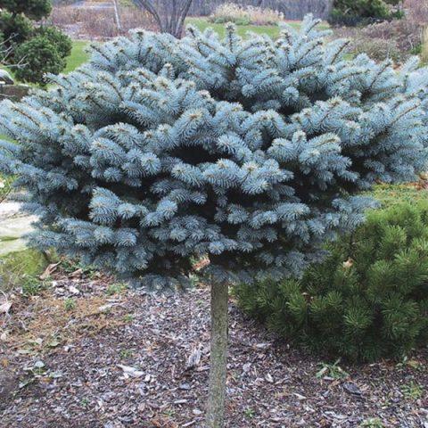 Picea Pungens Glauca Globosa Standard - View 4 from www redcrocus com