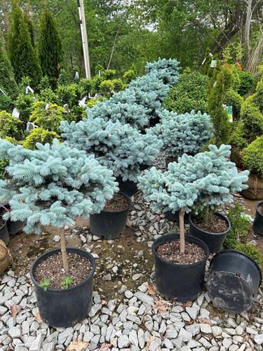 Picea Pungens Glauca Globosa Standard - View 9 from www redcrocus com