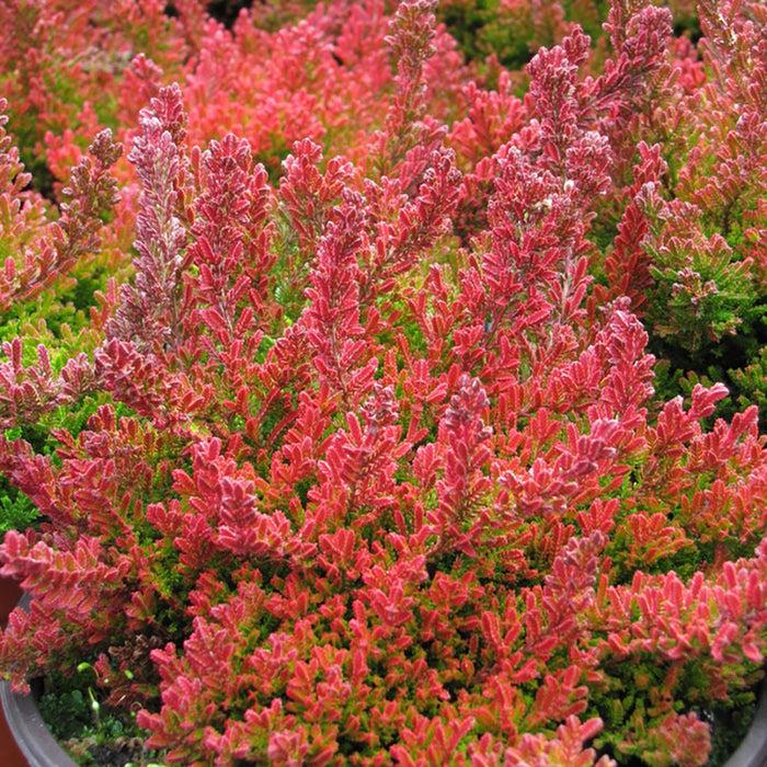 Calluna Vulgaris 'blazeaway' - View 10 from www redcrocus com