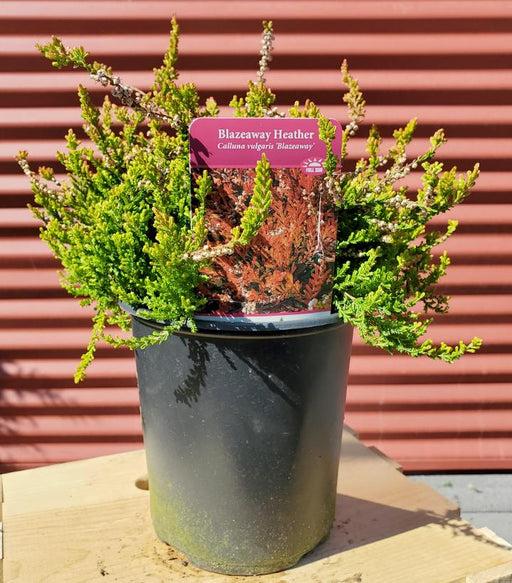 Calluna Vulgaris 'blazeaway' - View 11 from www redcrocus com