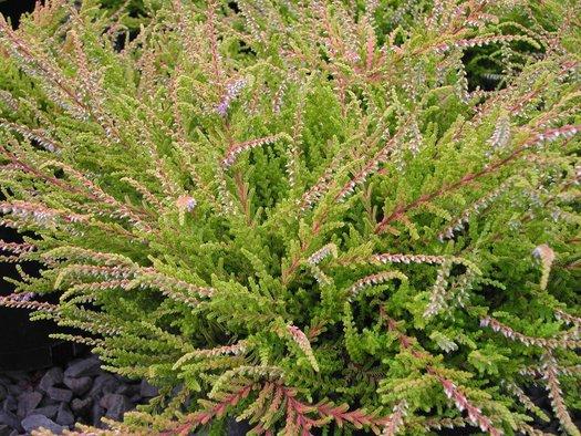 Calluna Vulgaris 'blazeaway' - View 14 from www redcrocus com