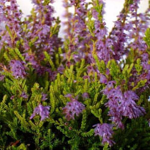 Calluna Vulgaris 'blazeaway' - View 15 from www redcrocus com