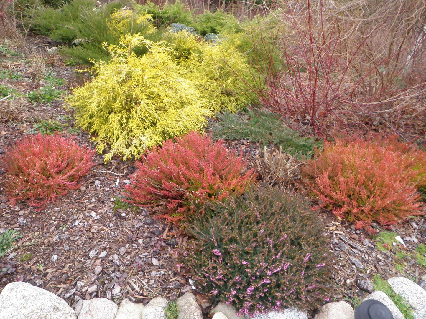 Calluna Vulgaris 'blazeaway' - View 17 from www redcrocus com