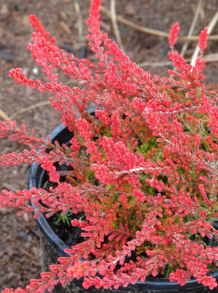 Calluna Vulgaris 'blazeaway' - View 22 from www redcrocus com