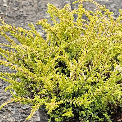 Calluna Vulgaris 'blazeaway' - View 24 from www redcrocus com