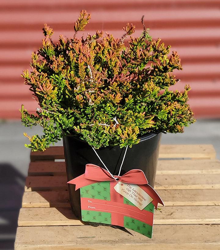 Calluna Vulgaris 'blazeaway' - View 25 from www redcrocus com