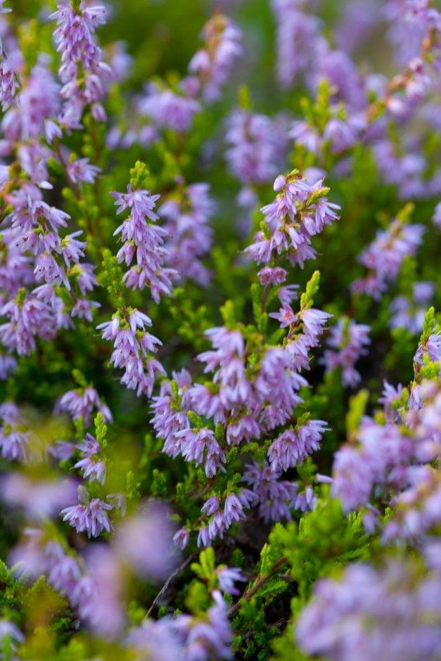 Calluna Vulgaris 'blazeaway' - View 28 from www redcrocus com