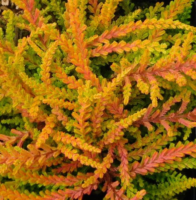 Calluna Vulgaris 'blazeaway' - View 29 from www redcrocus com