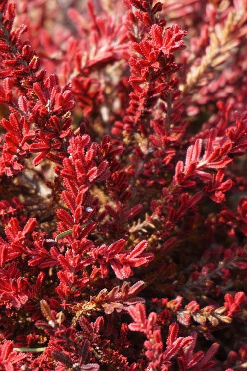 Calluna Vulgaris 'blazeaway' - View 2 from www redcrocus com