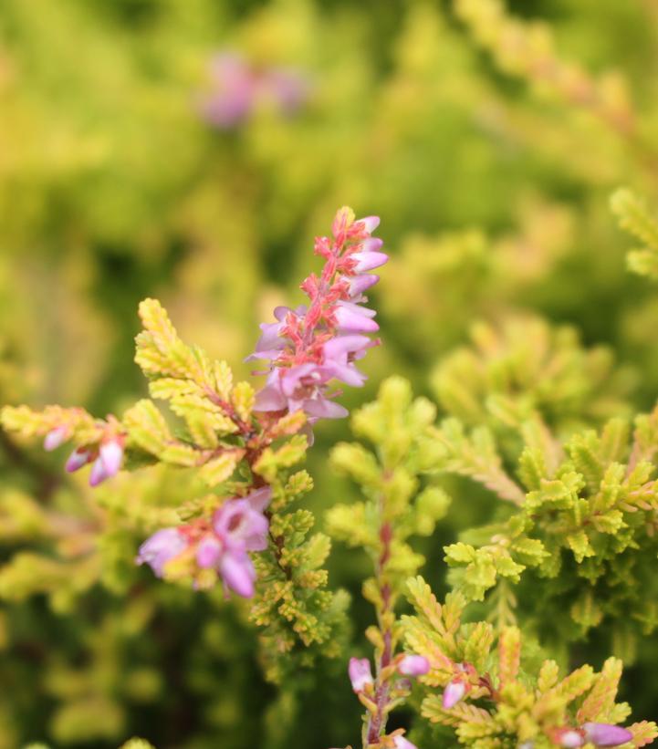 Calluna Vulgaris 'blazeaway' - View 5 from www redcrocus com