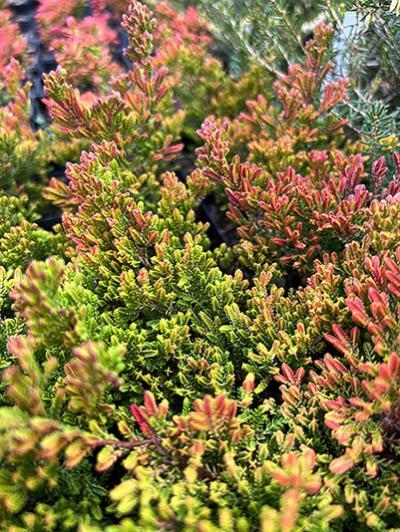 Calluna Vulgaris 'blazeaway' - View 9 from www redcrocus com