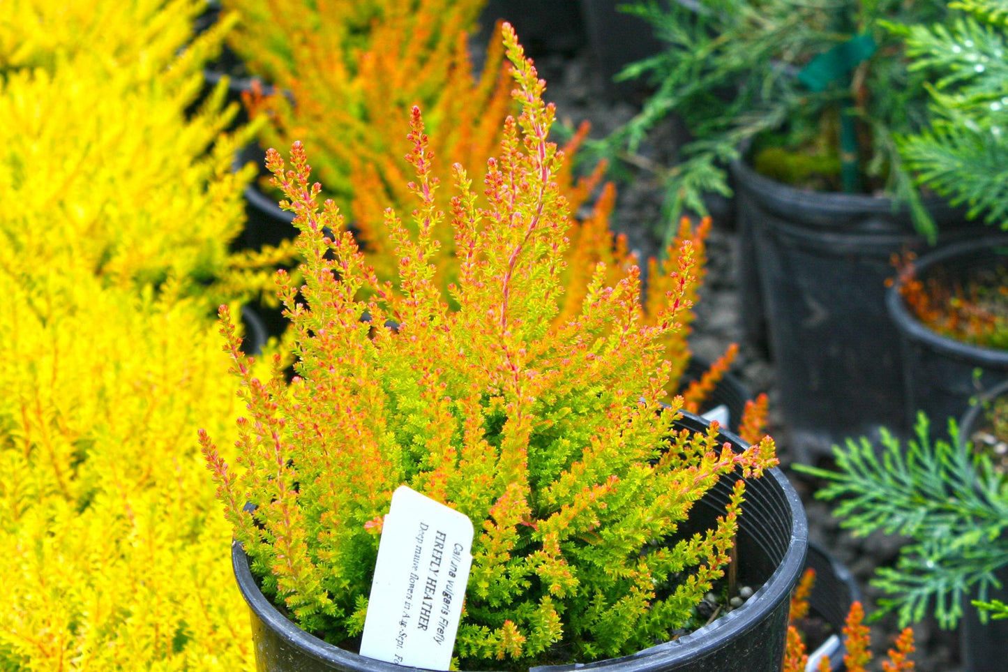 Calluna Vulgaris 'firefly' - View 11 from www redcrocus com