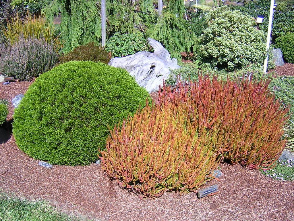Calluna Vulgaris 'firefly' - View 12 from www redcrocus com