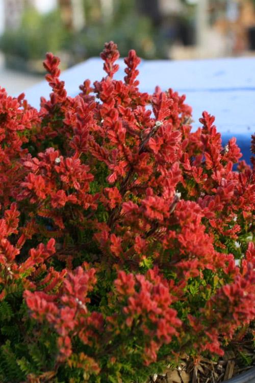 Calluna Vulgaris 'firefly' - View 13 from www redcrocus com