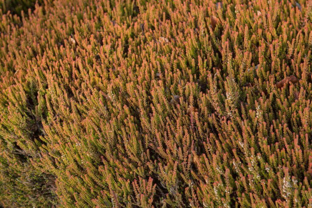 Calluna Vulgaris 'firefly' - View 27 from www redcrocus com