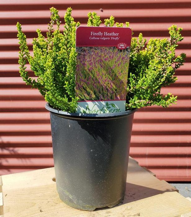 Calluna Vulgaris 'firefly' - View 29 from www redcrocus com