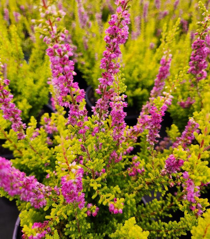 Calluna Vulgaris 'firefly' - View 2 from www redcrocus com