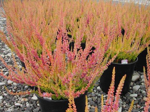 Calluna Vulgaris 'firefly' - View 30 from www redcrocus com