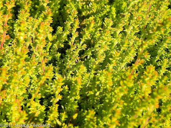 Calluna Vulgaris 'firefly' - View 32 from www redcrocus com
