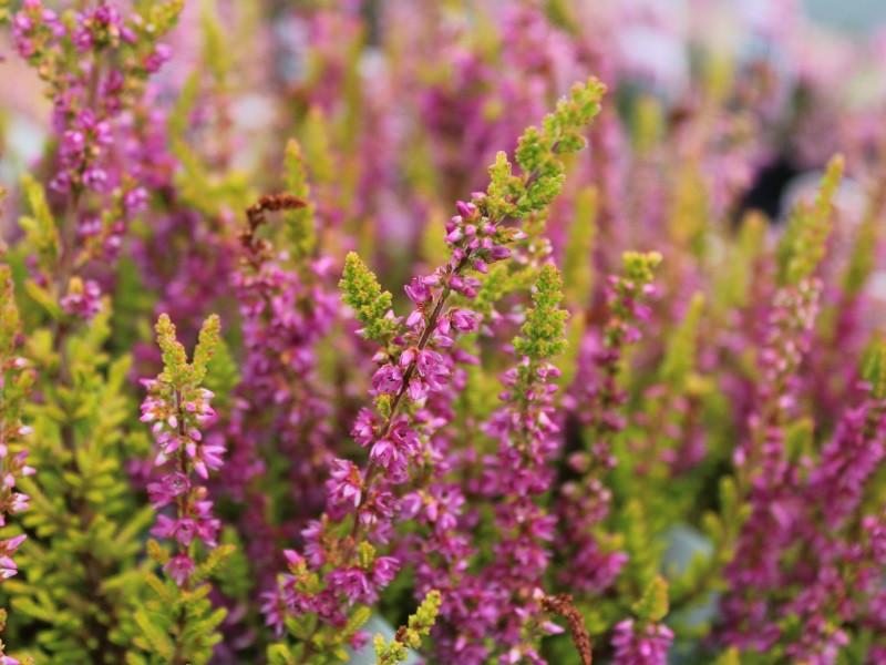 Calluna Vulgaris 'firefly' - View 36 from www redcrocus com