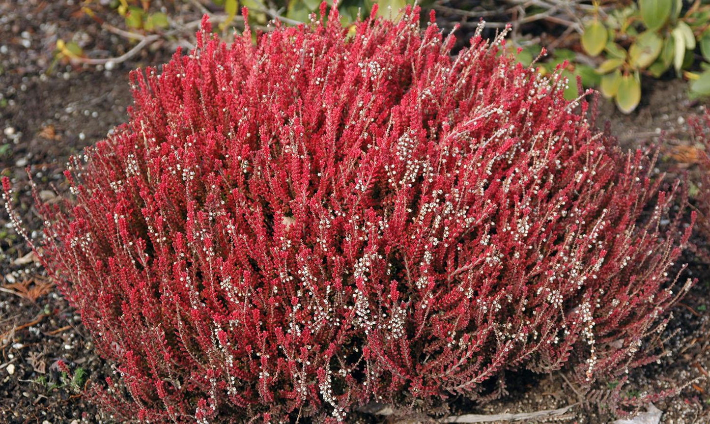 Calluna Vulgaris 'firefly' - View 3 from www redcrocus com