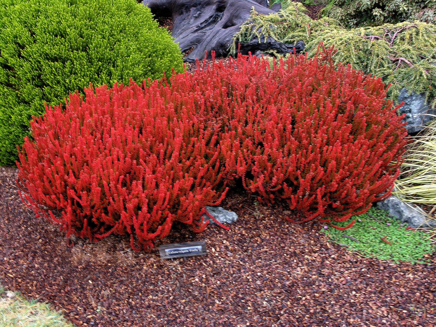 Calluna Vulgaris 'firefly' - View 6 from www redcrocus com