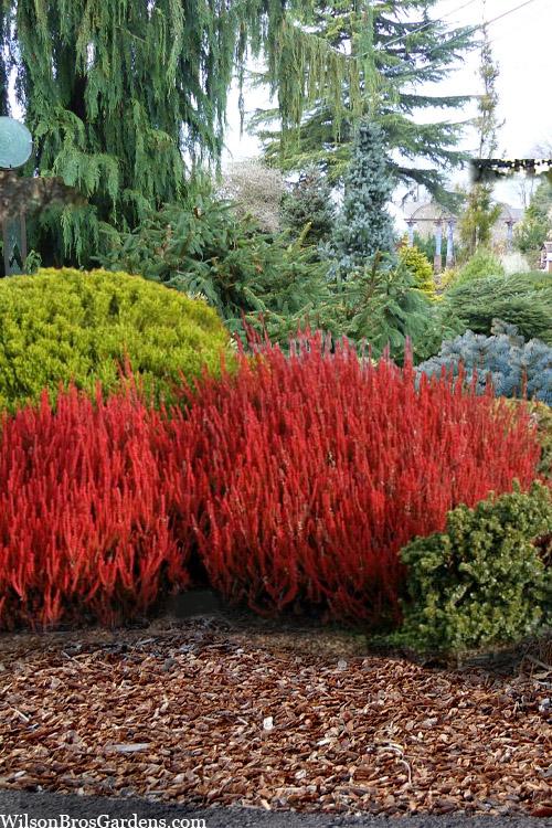 Calluna Vulgaris 'firefly' - View 7 from www redcrocus com