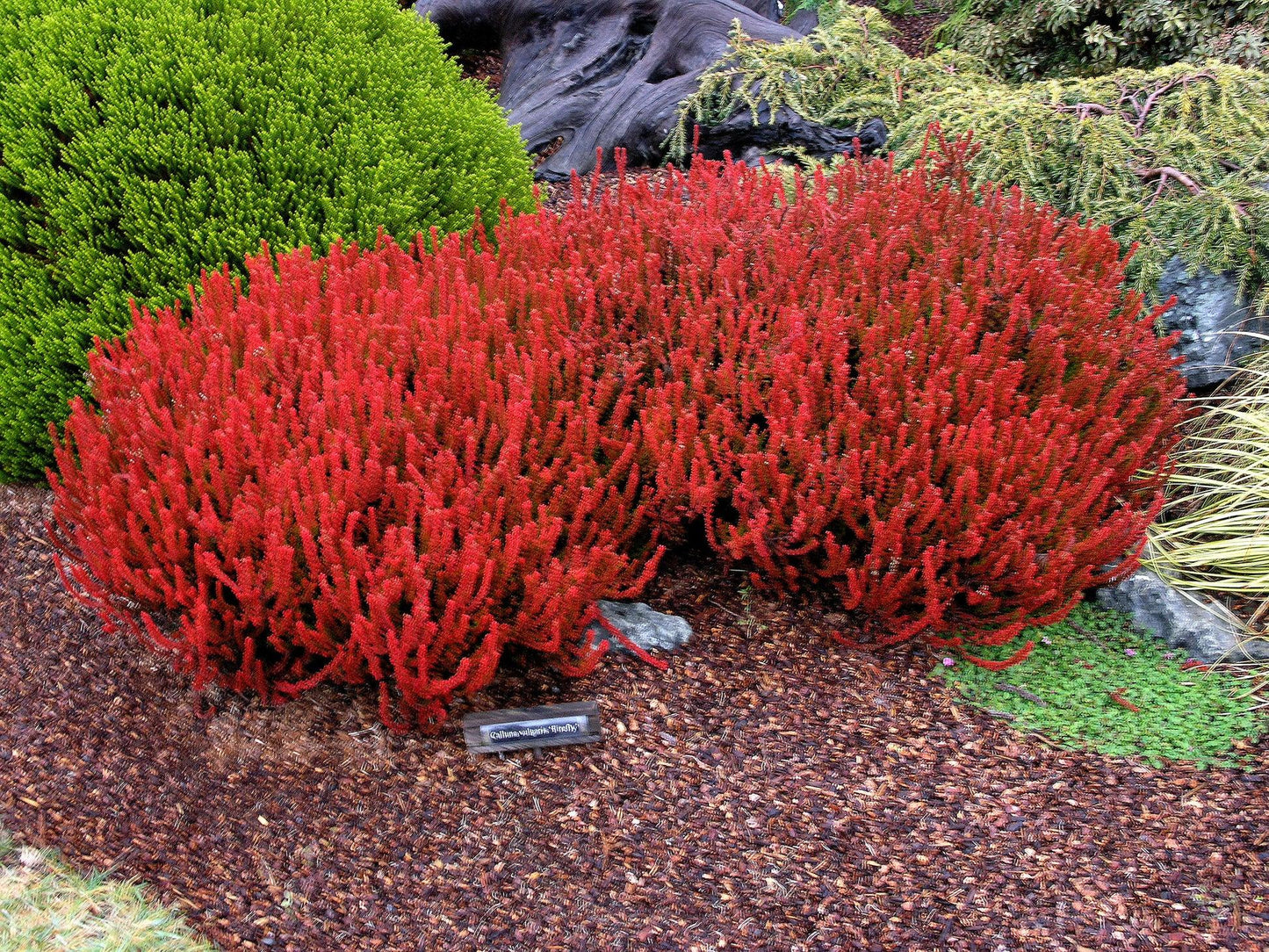 Calluna Vulgaris 'firefly' - View 8 from www redcrocus com