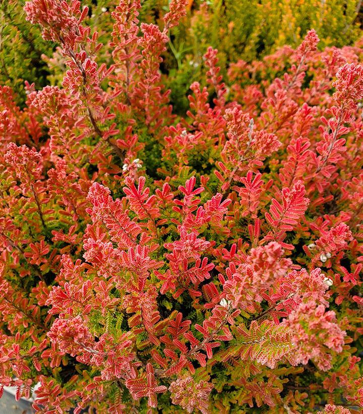 Calluna Vulgaris 'firefly' - View 9 from www redcrocus com