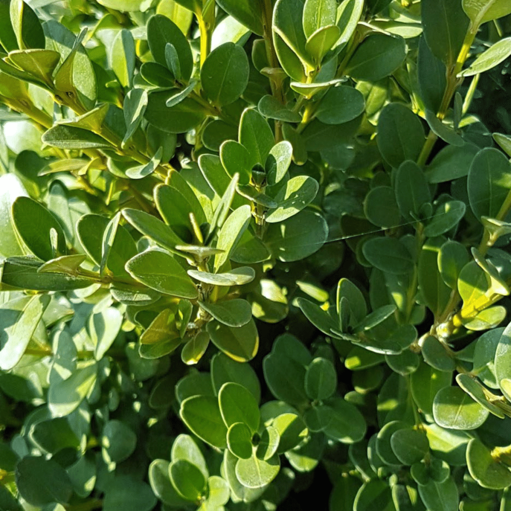 Buxus Microphylla Green Mountain Pyramid - View 16 from www redcrocus com