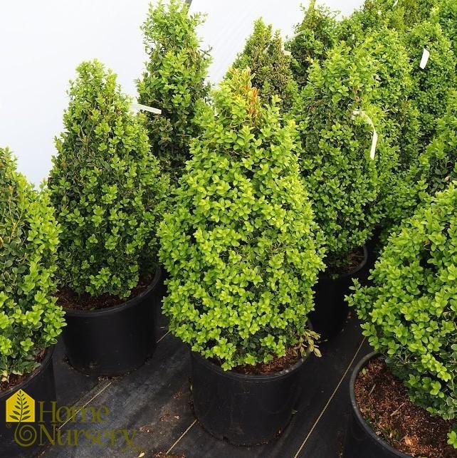 Buxus Microphylla Green Mountain Pyramid - View 6 from www redcrocus com