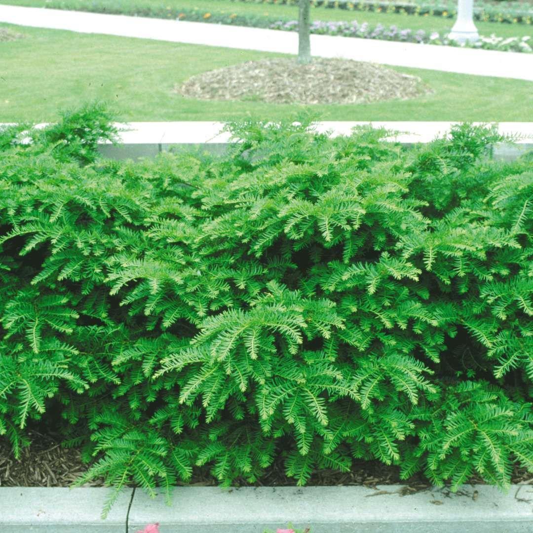 Taxus Media Green Wave - View 11 from www redcrocus com