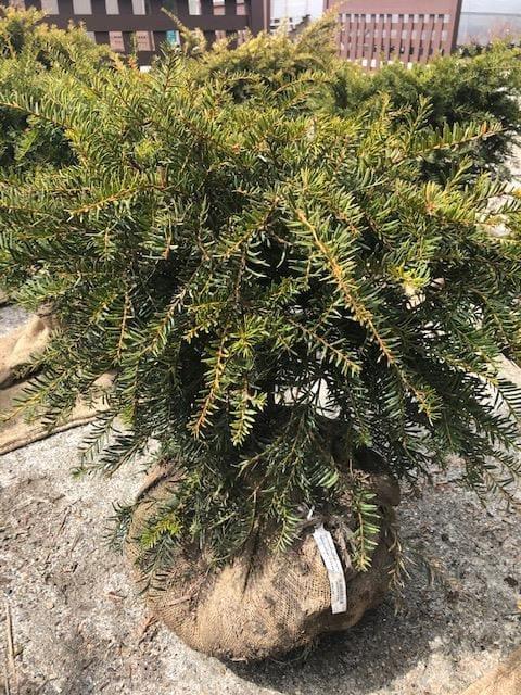 Taxus Media Green Wave - View 14 from www redcrocus com