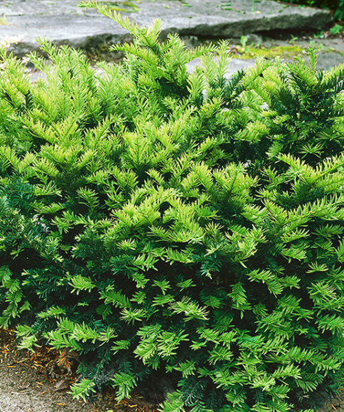 Taxus Media Green Wave - View 14 from www redcrocus com