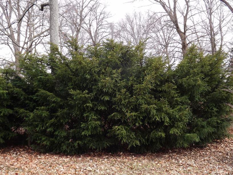 Taxus Media Green Wave - View 15 from www redcrocus com
