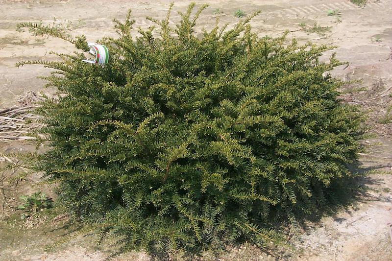 Taxus Media Green Wave - View 2 from www redcrocus com