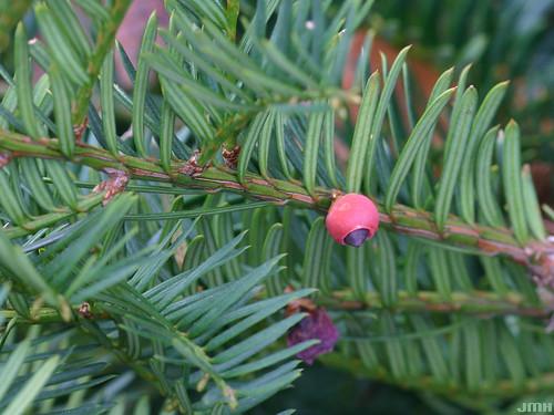 Taxus Media Green Wave - View 3 from www redcrocus com