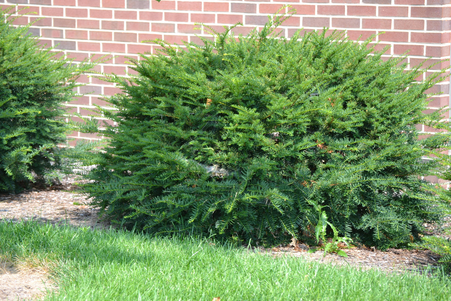 Taxus Media Green Wave - View 6 from www redcrocus com