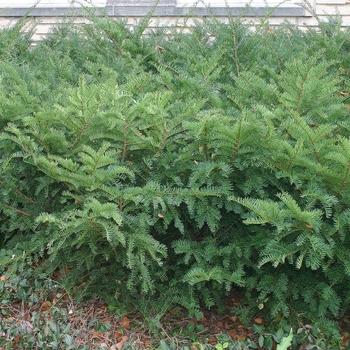 Taxus Media Green Wave - View 9 from www redcrocus com