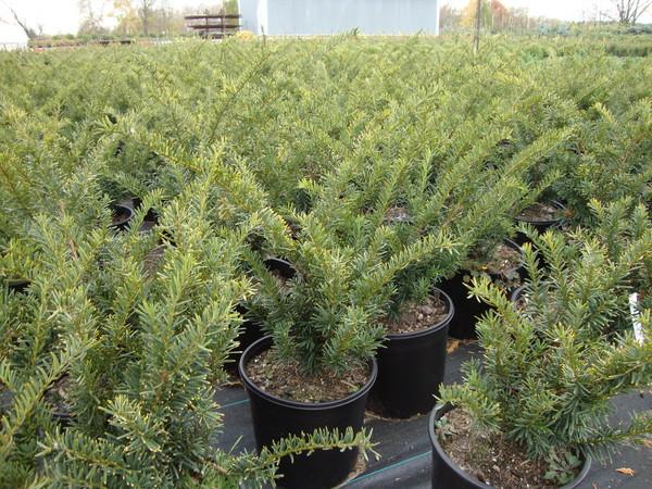 Taxus Media Tauntonii - View 13 from www redcrocus com