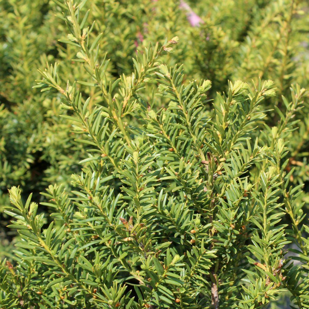 Taxus Media Tauntonii - View 3 from www redcrocus com
