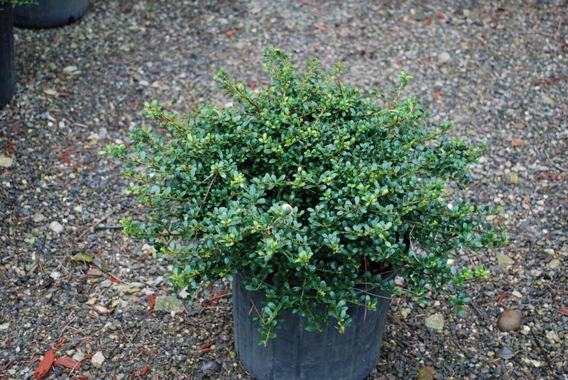 Ilex Crenata Excelsa Schwoebel - View 10 from www redcrocus com