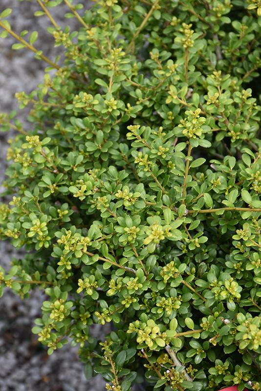 Ilex Crenata Excelsa Schwoebel - View 12 from www redcrocus com