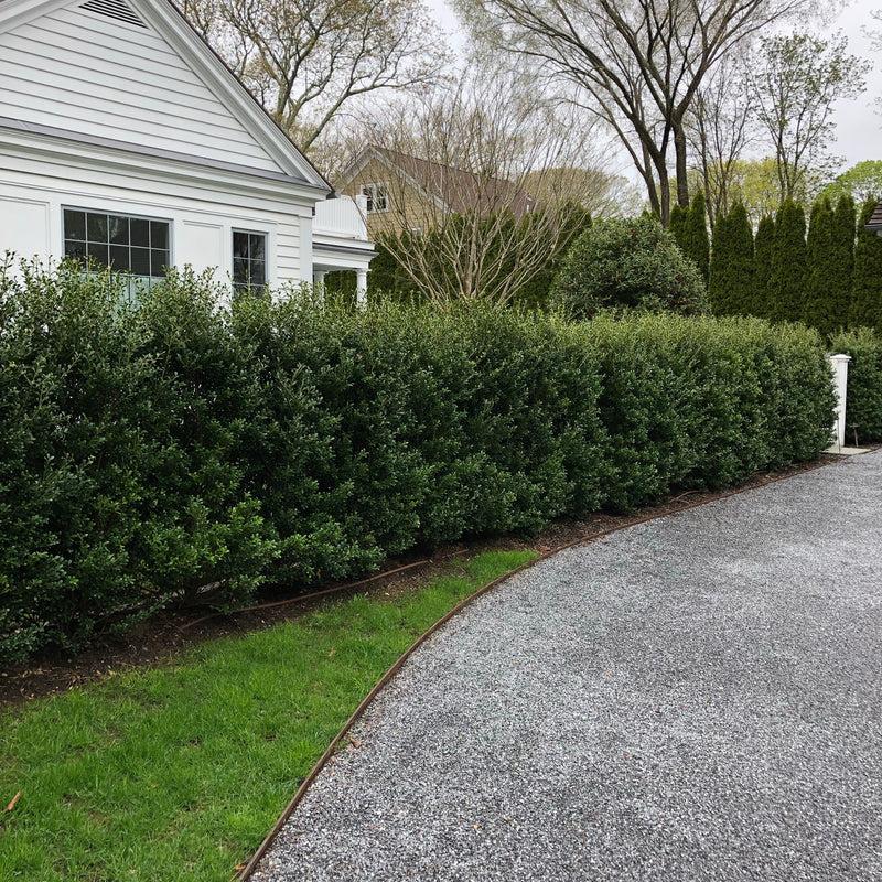 Ilex Crenata Excelsa Schwoebel - View 13 from www redcrocus com