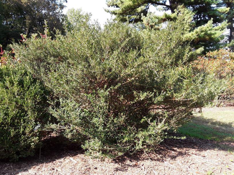 Ilex Crenata Excelsa Schwoebel - View 15 from www redcrocus com